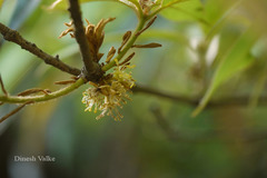 Actinodaphne angustifolia